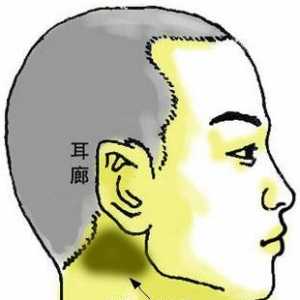骨相图解：灵神奇智骨