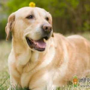 养狗人必知的狗狗呕吐情况 小狗不吃东西还吐怎么办