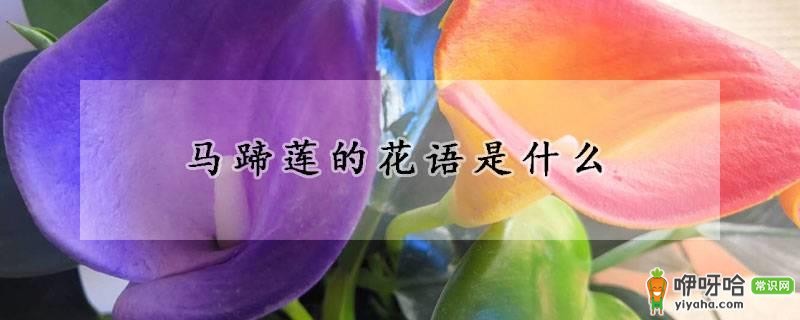 马蹄莲的花语是什么