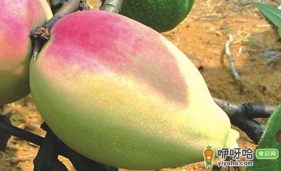 宣木瓜能延缓衰老抗菌消炎 宣木瓜的食用方法