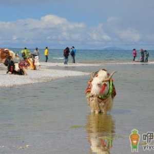 去西藏旅游 高原反应头疼的应对方法