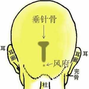 骨相图解：垂针骨