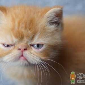 猫咪总会在家门口等主人 你是它的唯一喵生伴侣
