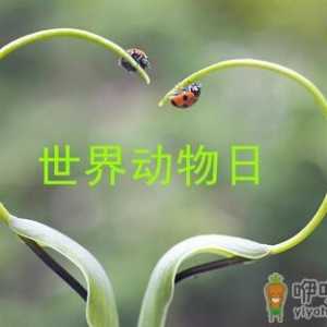 世界动物日是几月几日？公历10月4日是什么节日