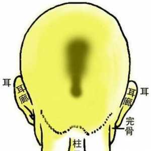 骨相图解：连环背枕骨