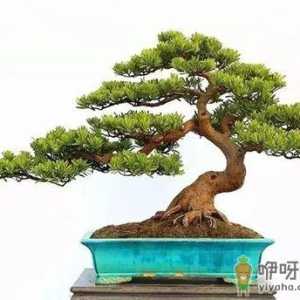 罗汉松怎么养才能更旺盛