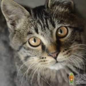 狸花猫会自己挑选主人 狸花猫幼猫成猫喂养指南