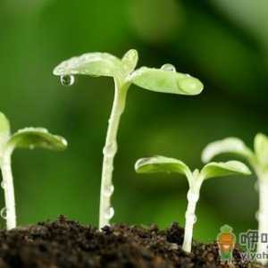 9月10日是什么节日？世界预防自杀日是几月几日