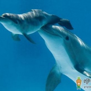 动物们的“超能力”