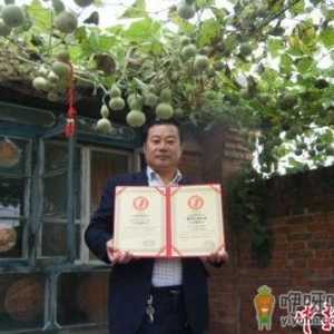 河北唐山一株葫芦秧生421个葫芦娃创世界纪录