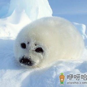 3月1日是什么节日？国际海豹日是几月几日