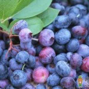 蓝莓增强记忆力及自身免疫力 吃蓝莓的禁忌