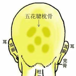 骨相图解：五花驄枕骨