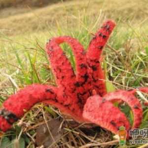 无奇不有的诡异植物