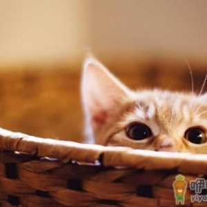 猫爪子上秘密知识 喵喵的肉球是有味道的