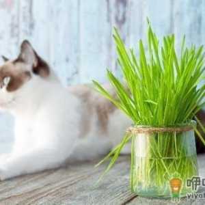 只知猫草能吐毛球可就落伍了 常见的猫咪食用植物