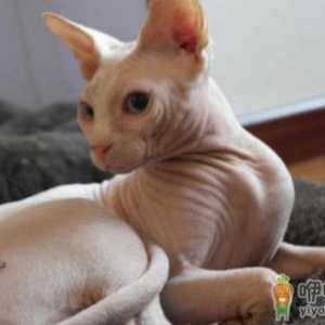 无毛猫不是真的无毛 不能让猫毛过敏者实现养猫愿望