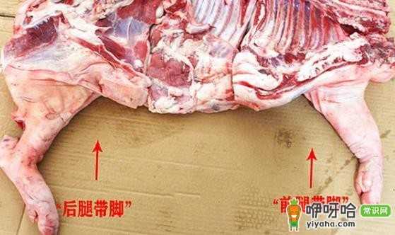 教你区分猪肉前腿肉和后腿肉图片 不同位置口感不一样别买错了 ...