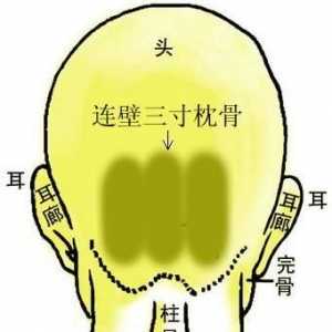 骨相图解：连璧三寸枕骨