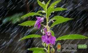 出嫁下大雨好不好