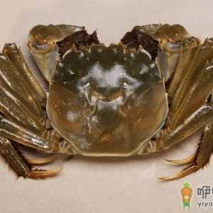 活螃蟹直接冷冻保存可以吗