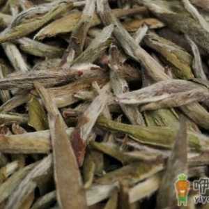 白毫银针放几年最好