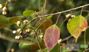 乌桕种子需要泡发在种吗