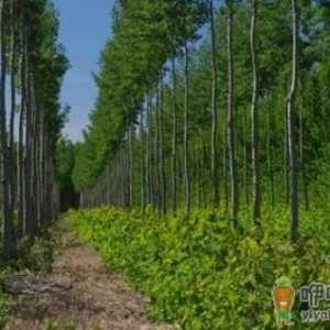 杨树树皮开裂是怎么回事