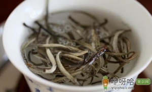 正宗福鼎白毫银针多少钱一斤