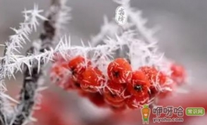 2022年霜降是不是就开始下霜了