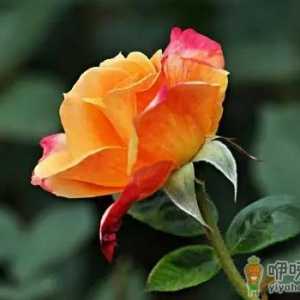 复色美人花好养活吗