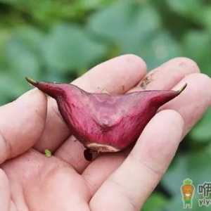 菱角嫩的时候能炒菜吃吗