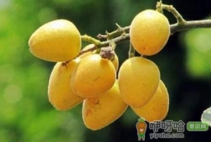 黄皮果发酵了还能吃吗