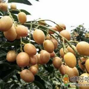 黄皮果有核好还是无核好