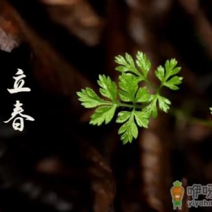 2023年哪天立春什么时刻立春