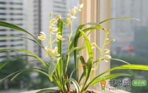 兰花浇水浇的多好吗