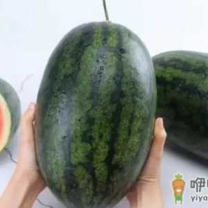 黑美人西瓜有毒吗能不能吃