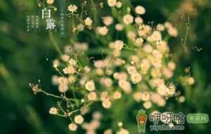 2022年白露节气是农历几月几号