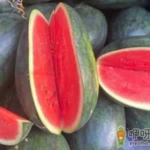 黑美人西瓜什么时候种植最好