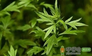 新娘床上放艾草寓意什么