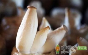 杏鲍菇切成片焯水吗