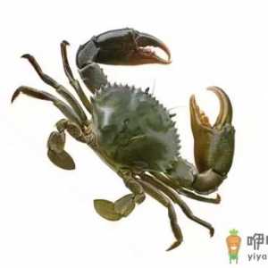 青蟹是梭子蟹的一种吗