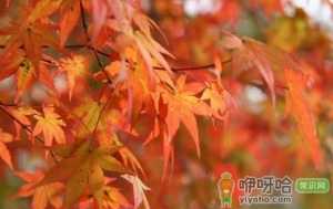 枫叶是霜降后变红吗
