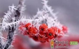 霜降还能种葱吗