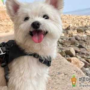 跳蚤粉可以直接撒到狗身上么