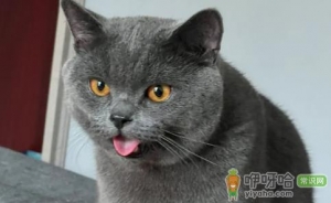 跳蚤粉可以撒在猫身上吗