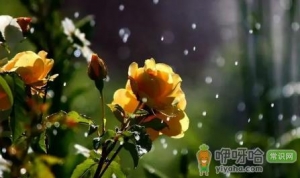 2022小雪节气会不会下雨
