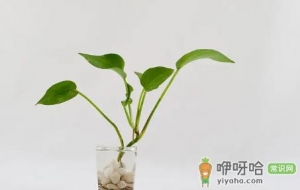 绿萝浇酱油水是浇在叶子上吗