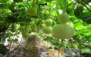 家里放了几十个葫芦好吗