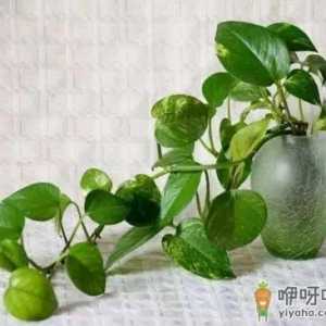 绿萝除甲醛要关门窗吗